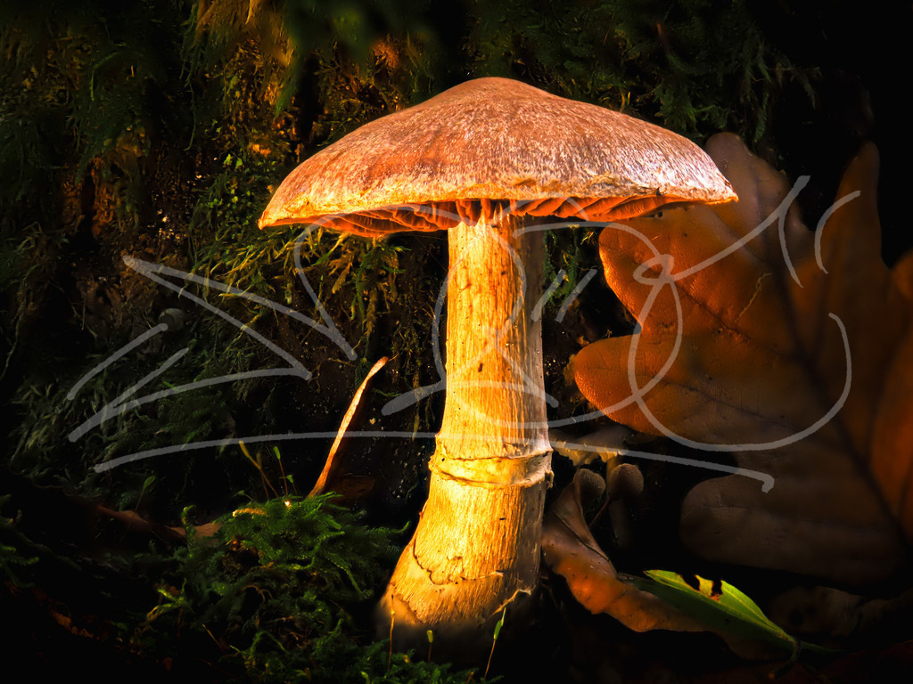 Mystisch | Naturschönheiten aus Deutschland. Pflanzen und Tiere, Insekten und Naturschauspiele. Alle schönen Details, die uns umgeben, fotografiert von Michi Moc.  - Realisiert mit Pictrs.com