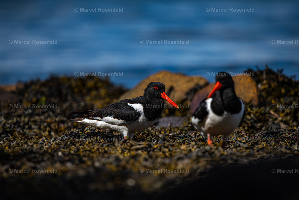 _DSC6404 | foto-rosenfeld