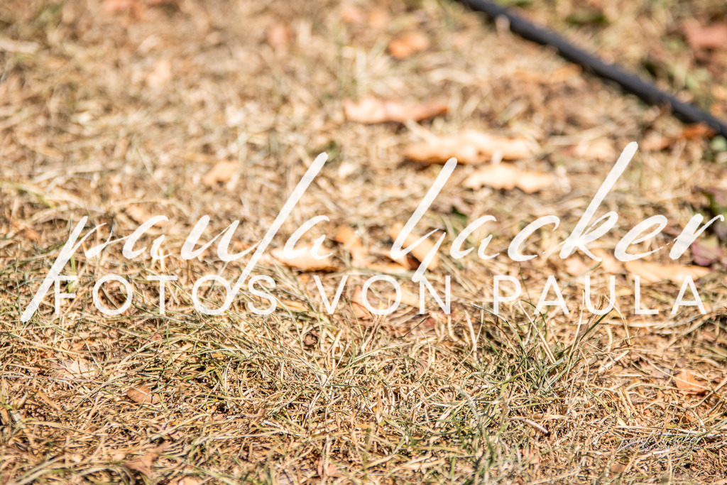 IMG_0569 | Erleben Sie dynamische Sport- und emotionale Tierfotografie in Süddeutschland mit Fotos von Paula. Spezialisiert auf Pferde- und Hundefotografie sowie Sportevents. Kontaktieren Sie mich für einzigartige und ausdrucksstarke Bilder Ihrer besonderen Momente.