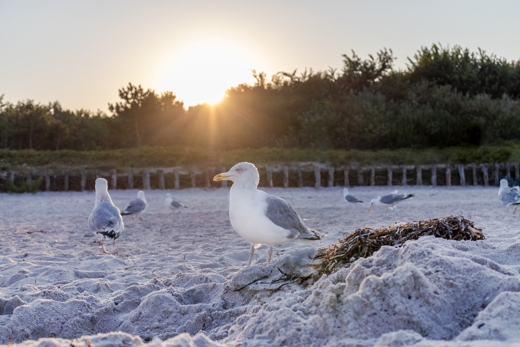 Wandbild: Möwe im Sonnenschein | Dieses Wandbild im Querformat zeigt Möwen am Strand in der abendlichen Sonne. Die Sonnenstrahlen sind gut zu erkennen und scheinen auf den Strand. Im Vordergrund ist ein kleiner Sandhügel mit Seetang.  - Realisiert mit Pictrs.com