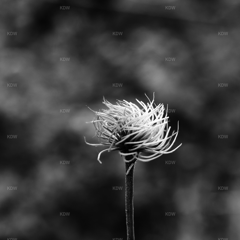 Bluete_SWIQ-VSCO | Achtsame und abstrakte Bilder - monochrome Fotografien und Digital ART in Farbe, hole deinen persönlichen Kunstdruck nach Hause. Fotografien direkt vom Erzeuger. Achte auf meine Sonder-Editionen und Rabatt Aktionen im Shop. - Realisiert mit Pictrs.com