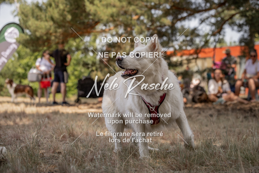 nelerasche_soDD2_205 | nelerasche