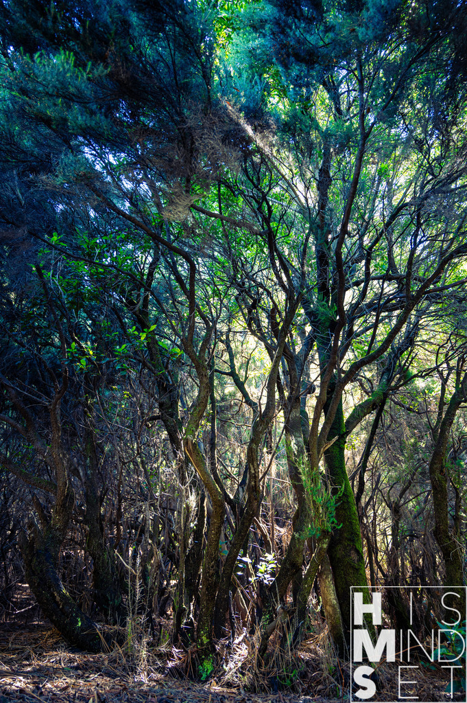 Sunshine through the trees | Sichere dir dein Lieblingsbild von HISMINDSET als Print für dein Zuhause oder das Büro! - Realisiert mit Pictrs.com