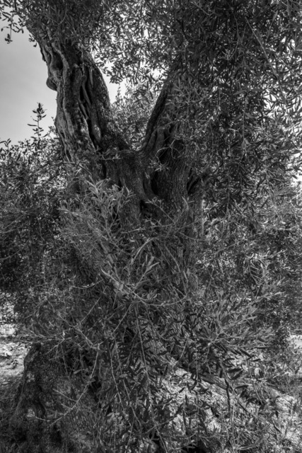 Olive Baum / Olea europaea, Olivia / Olive tree | Kreative Fotografie von Fotoloft-MaciejRusinek aus Frankfurt am Main. Große Motivauswahl in individuell ausgewählten Formaten auf unterschiedlichen Materialien. Bestellen bequem online.
Preise sind variable, je nach Material und Größe. 
 - Realisiert mit Pictrs.com
