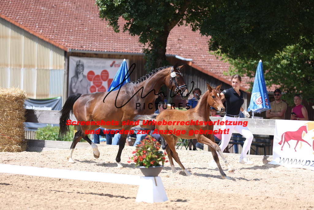 Fohlenschau_Schwäbisch_Hall_springbetonte_Fohlen_KN 38_4 | lmwpictures - Realisiert mit Pictrs.com