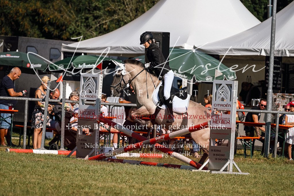 DSC_5250 | Pferde- und Turnierfotografie in Westsachsen. Pferdeportraits, Auftragszeichnungen und intuitive Kunst.