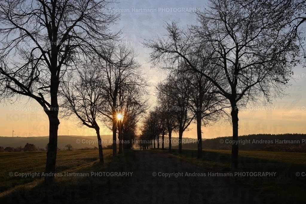 Sonnenaufgang über der Herrenallee | Sonnenaufgang über der Herrenallee Bad Köstritz - Realisiert mit Pictrs.com