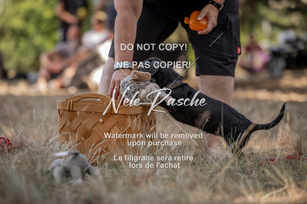 nelerasche_soDD2_16 | nelerasche