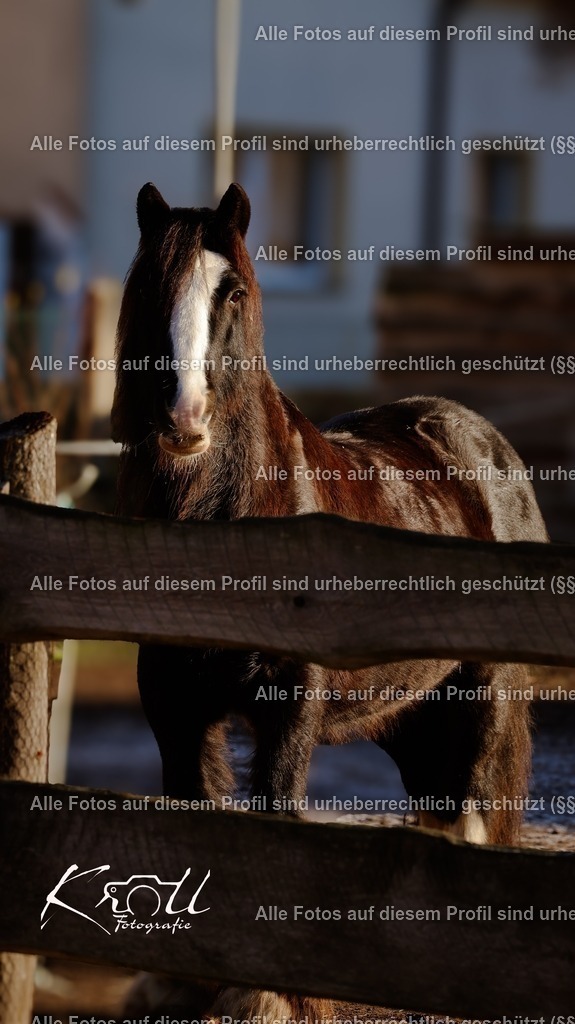 Photo_1733072912272 | krollfotografie - Realisiert mit Pictrs.com