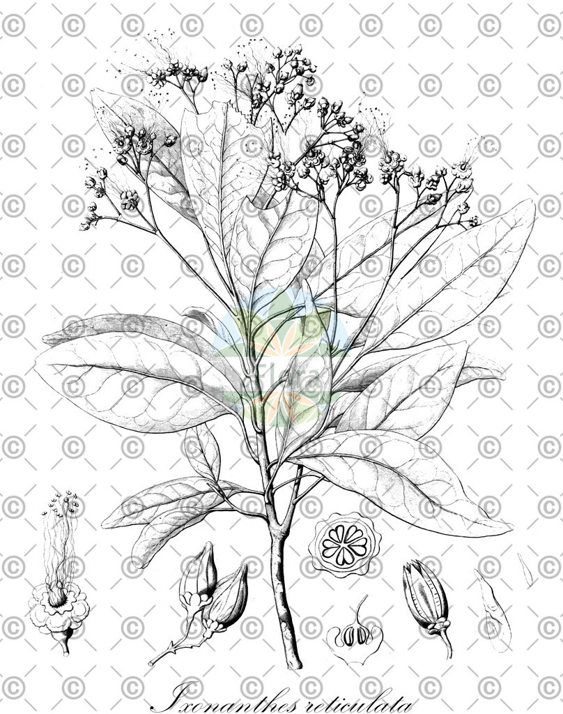 HistAbb_wfo-1000051347_1_ENZY_Simple | Historische Abbildung von Ixonanthes reticulata - Ixonanthaceae | Historical Illustration of Ixonanthes reticulata - Ixonanthaceae