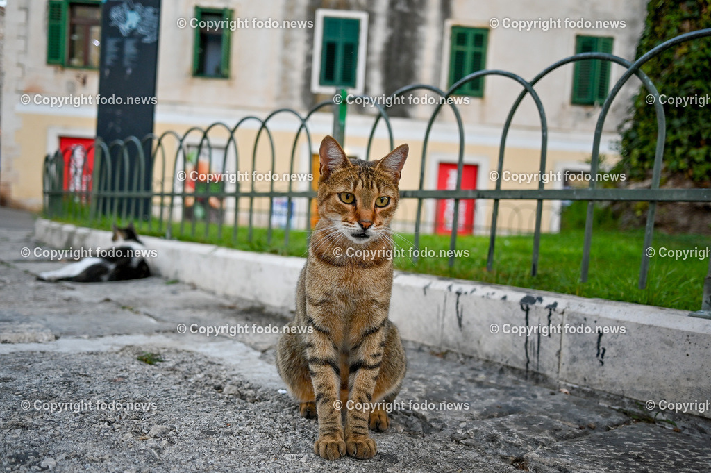 Kroatien_ Supetar_ Brac_ 03.08.2023-40 | 03.08.2023, Kroatien, HRV, Brač, Insel in Dalmatien, Supetar im Bild streunende Katzen 