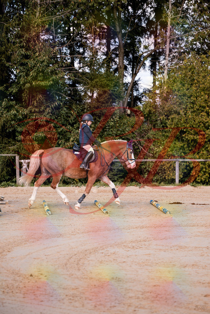 2026_10_03_Siefer-Hof_144417_Z81_17843861 | Professionelle Reitsport-, Turnier- und Eventfotografie von Robert Broda. Galerien mit ausgewählten und bearbeiteten Bildern direkt online ansehen und bestellen.