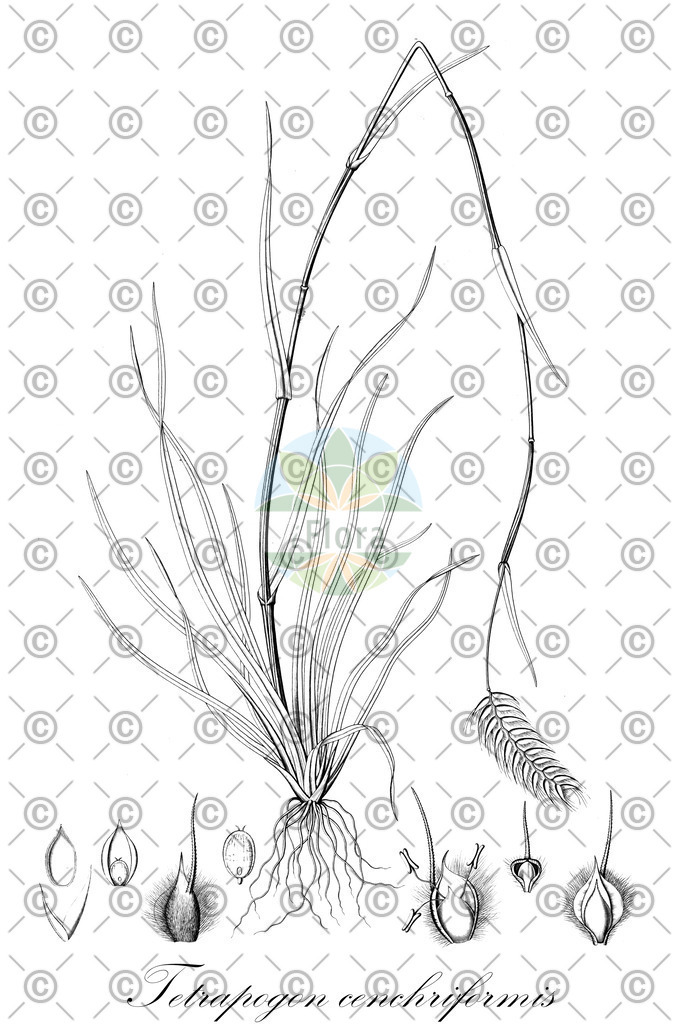 HistAbb_wfo-0001149232_1_ENZY_Simple | Historische Abbildung von Tetrapogon cenchriformis - Poaceae | Historical Illustration of Tetrapogon cenchriformis - Poaceae