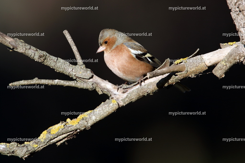 Buchfink-026 | Das Bilderarchiv über Tiere, Planzen und Landschaften. In der Bilddatenbank finden Sie ein große Auswahl an hochwertigen Bilder für Ihre Werbung - Realisiert mit Pictrs.com