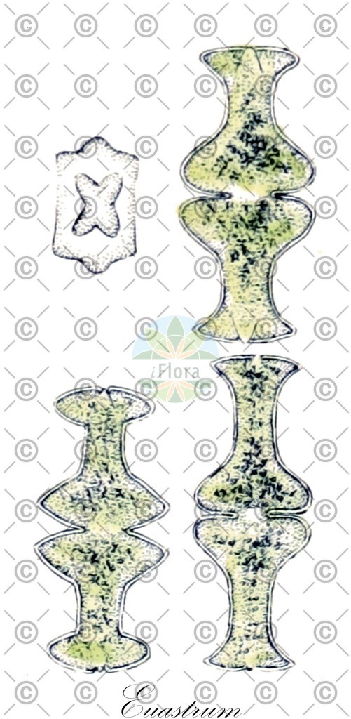 HistAbb_62RKP_3_ENZY_Simple | Historische Abbildung von Euastrum - Desmidiaceae (0) | Historical Illustration of Euastrum - Desmidiaceae (0)