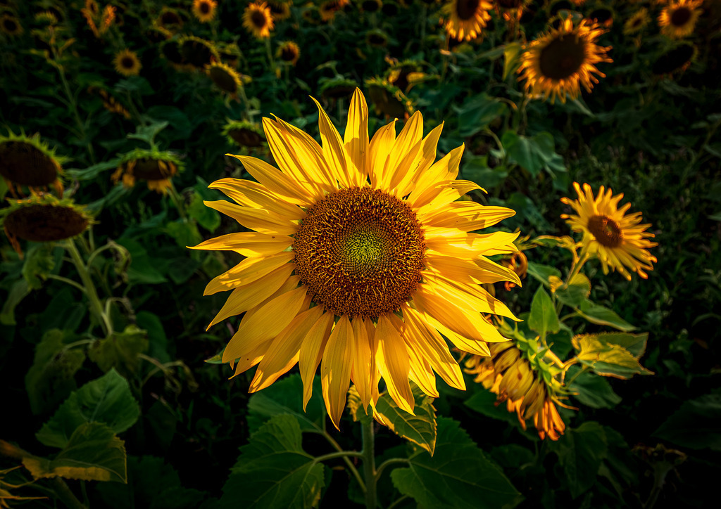 MPI_Blüten_0041 | Sonnenblume bei Rheinau  - Realisiert mit Pictrs.com