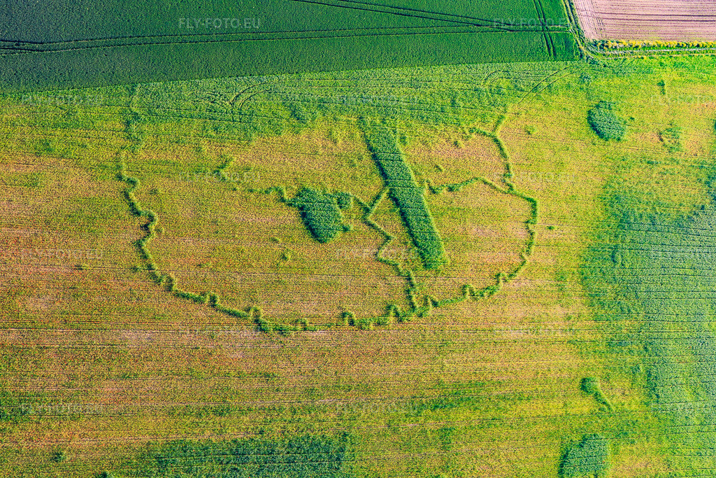 Vue aérienne: Traces archéologiques à travers les différences de croissance dans le champ de maïs à Wintzenbach dans le département Bas Rhin, France – .Photo: IMG_115034.jpg prise le 01/06/2019 par Werner Riehm/FLY-FOTO.eu – Résolution de l'original: 5472 x 3648 px