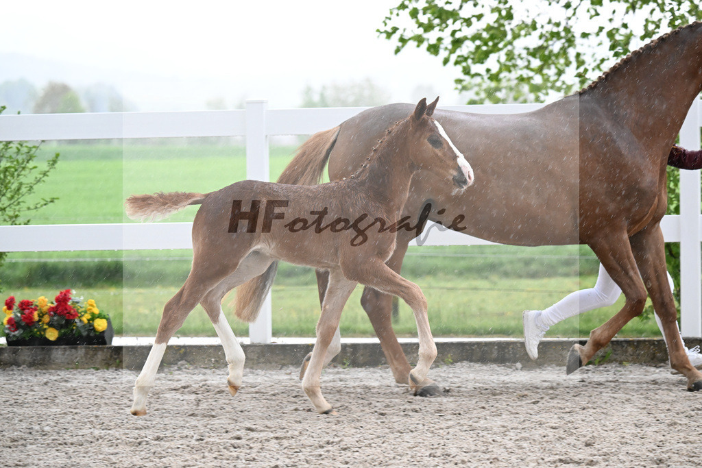 Kat-Nr. 33 HF Ermitage Kalone x Tobago Z_Gaub_23261263 | hf-fotografie - Realizzato con Pictrs.com