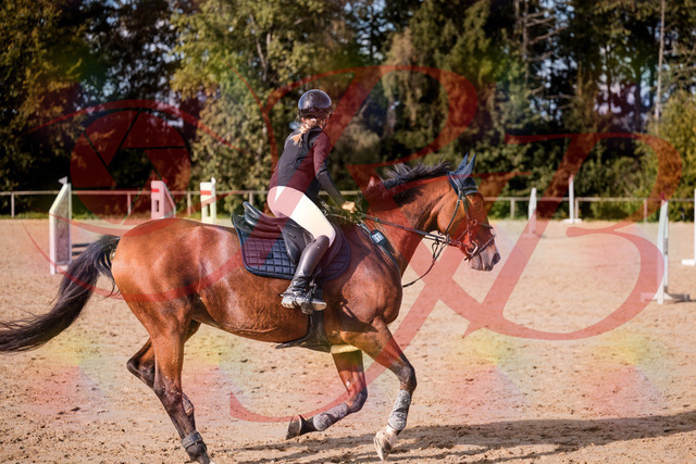 2026_10_03_Siefer-Hof_154633_Z81_65270593 | Professionelle Reitsport-, Turnier- und Eventfotografie von Robert Broda. Galerien mit ausgewählten und bearbeiteten Bildern direkt online ansehen und bestellen.