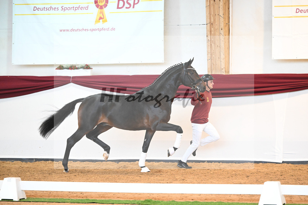 Kat-Nr. 17 v. Despacito_Gestuet Greim_66221743 | hf-fotografie - Realisiert mit Pictrs.com