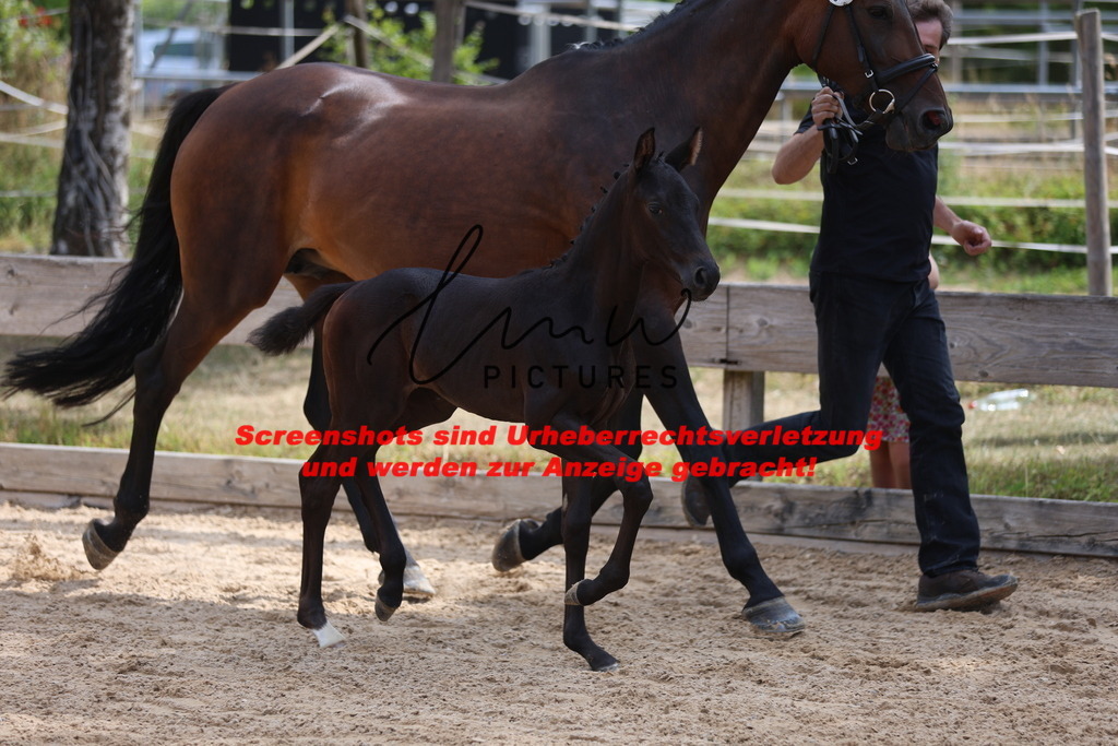 Fohlenschau_Schwäbisch_Hall_dressurbetonte_Fohlen_KN 52_12 | lmwpictures - Realisiert mit Pictrs.com