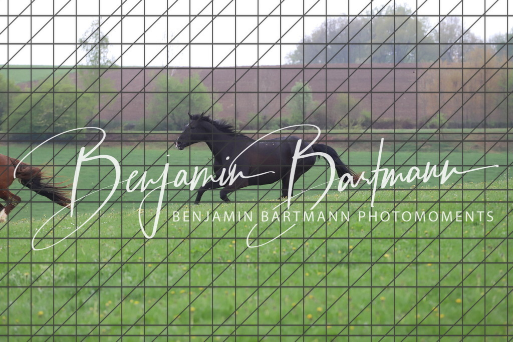 IMG_4279 | Benjamin Bartmann Photomoments