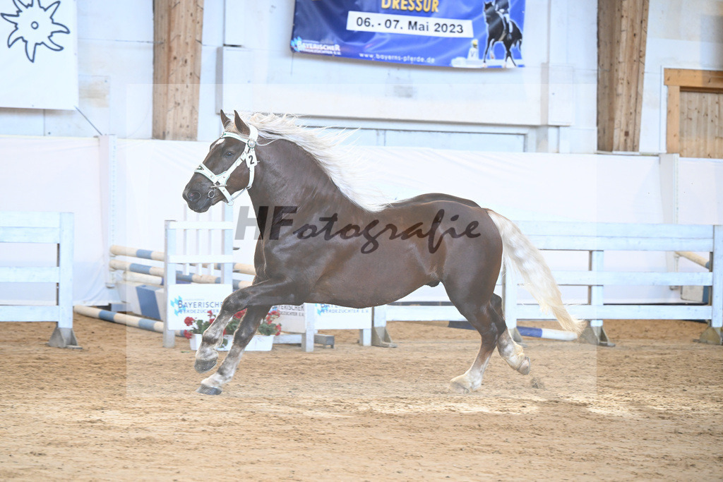 Kat-Nr. 2 v. Dirill_Wittmann_2230150 | hf-fotografie - Realizzato con Pictrs.com
