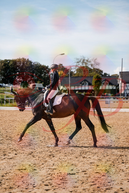 2026_10_03_Siefer-Hof_133503_Z63_94103634 | Professionelle Reitsport-, Turnier- und Eventfotografie von Robert Broda. Galerien mit ausgewählten und bearbeiteten Bildern direkt online ansehen und bestellen.