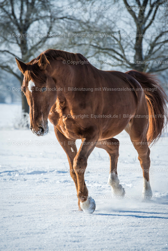 20160118_Trabendes_Pferd_im_Schnee_0002 | equistock