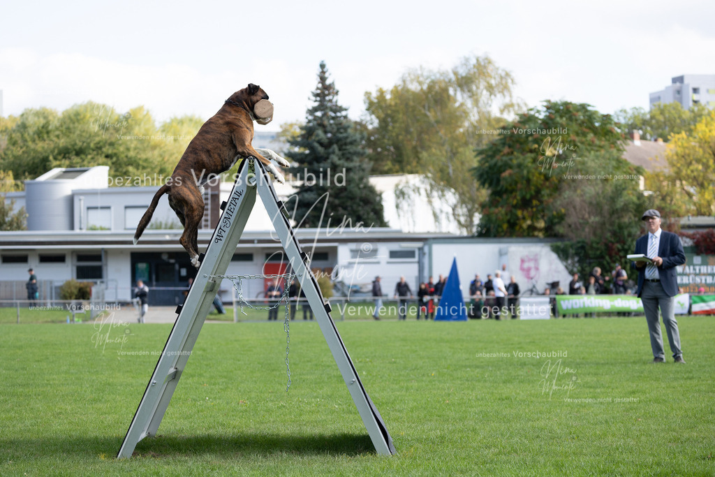 _16A5322 | Einzigartige Fotos von Hunden & Menschen –Actionfotos, Portraits, Vereinsaufnahmen & Paarshootings – authentisch, lebendig & mit Herz.