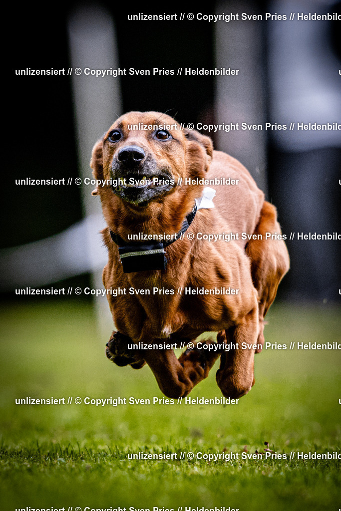 Sven Pries | 2025-10-03 - Hunderennen Obergrombach - Realisiert mit Pictrs.com