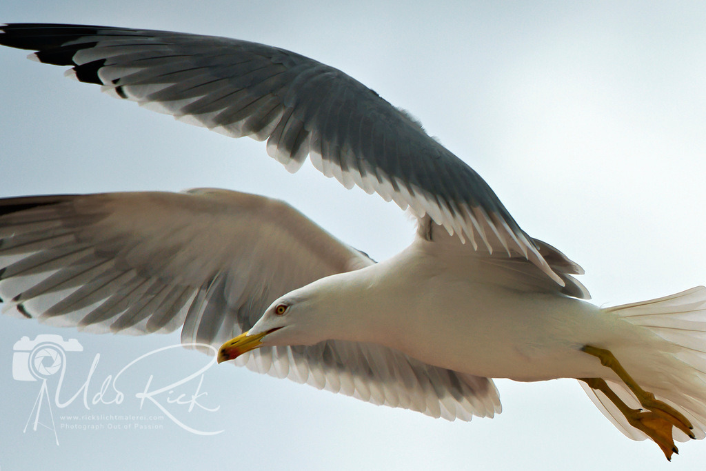 Mittelmeermöwe12 | Entdecken Sie Fotografie aus Leidenschaft: Auftragsfotografie, HD-Fotos, Geschenkartikel aus Ihren Bildern und vieles mehr. Beauftragen Sie uns für besondere Momente!