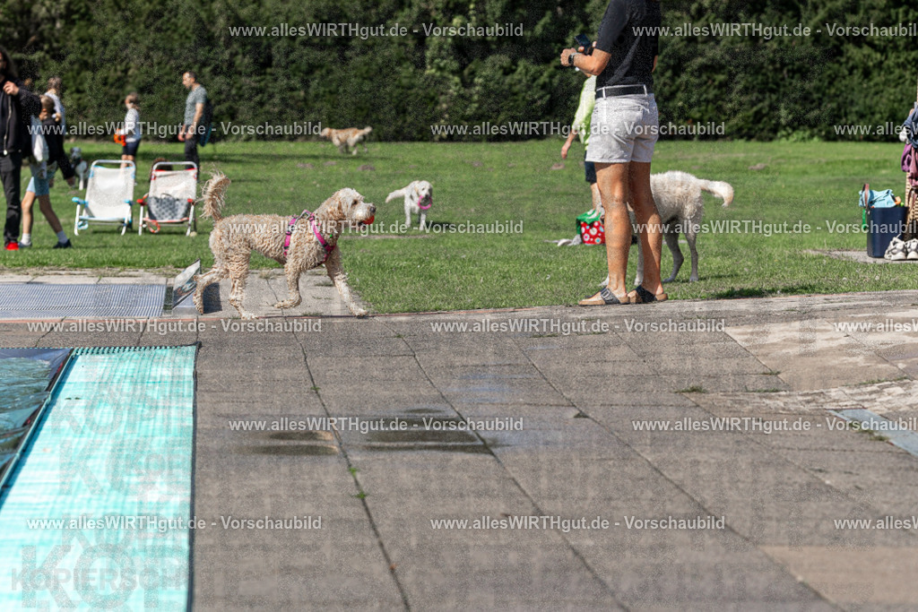 Hundeschwimmen_Volksbad_2026-allesWIRTHgut_Tierfotografie-2609061233-FAY06482 | Professionelle Tierfotografie in Mönchengladbach von Daniel Wirth (allesWIRTHgut). Liebevolle & natürliche Bilder von Hunden & Katzen für unvergessliche Erinnerungen.
