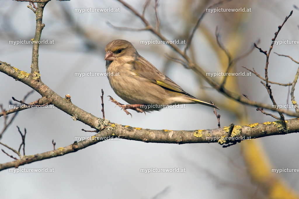 Grünling-020 | Das Bilderarchiv über Tiere, Planzen und Landschaften. In der Bilddatenbank finden Sie ein große Auswahl an hochwertigen Bilder für Ihre Werbung - Realisiert mit Pictrs.com