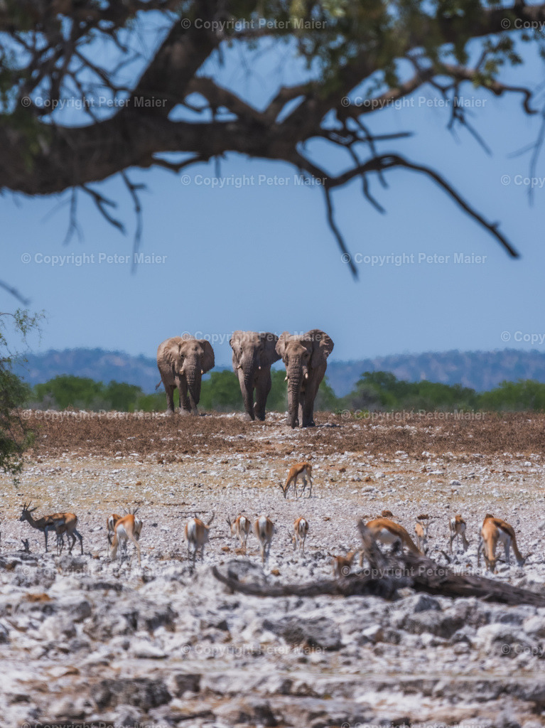 Etosha_Nationalpark_Namibia-1231 | piet_flosse