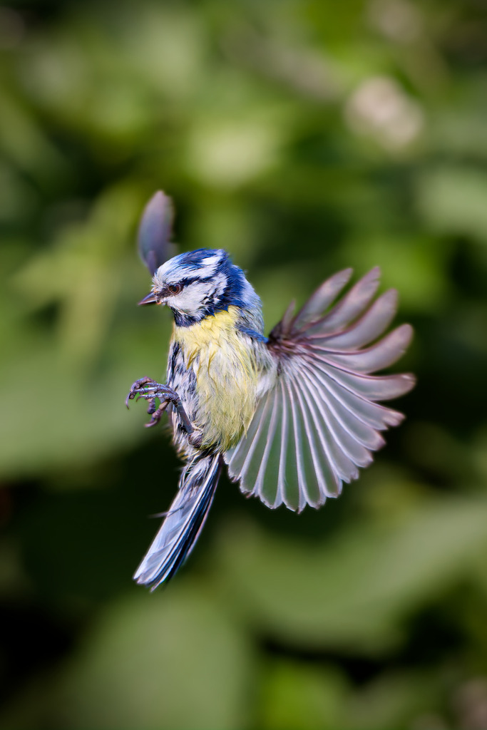 Blaumeise beim Anflug erwischt | Ein beeindruckender, hochauflösender Moment, der eine Blaumeise (Cyanistes caeruleus) im Flug festhält. Der kleine Singvogel ist seitlich abgebildet, seine Flügel sind weit ausgebreitet und zeigen die feinen, fächerartigen Details der Federn. Das leuchtend gelbe Gefieder der Unterseite und die charakteristische blaue Kappe und Flügel heben sich deutlich von einem weich gezeichneten, grünen Hintergrund (Bokeh) ab, der auf einen natürlichen Garten- oder Wald-Lebensraum hindeutet. Die scharfe Fokussierung auf den Vogel in voller Bewegung, insbesondere auf die scharfen Krallen und das intensive Auge, macht dieses Bild zu einem herausragenden Beispiel für Tierfotografie und Naturaufnahmen. Ideal für Naturliebhaber, Vogelbeobachter und als stimmungsvolles Stockfoto.