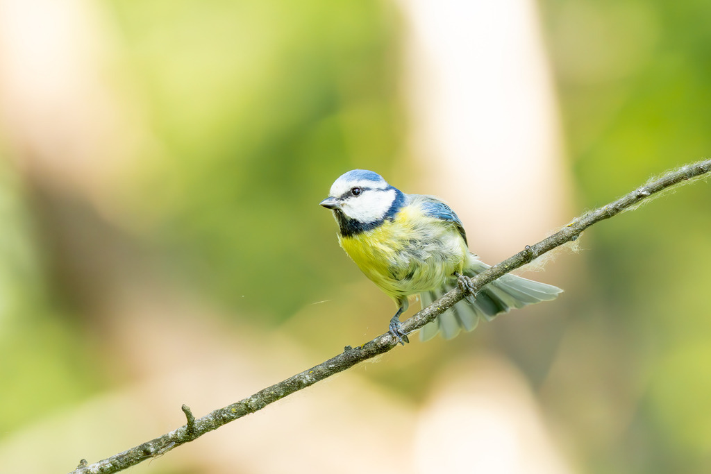 Die Blaumeise | Die Blaumeise ist ein kleiner, aber auffälliger Singvogel aus der Familie der Meisen. Sie zählt zu den häufigsten und beliebtesten Gartenvögeln in Europa und ist bekannt für ihre geringe Scheu gegenüber dem Menschen. Mit ihrem lebhaften Wesen und ihrer erstaunlichen Geschicklichkeit, besonders bei der Nahrungssuche, bereichert sie Parks, Wälder und Gärten gleichermaßen. Ihre Anpassungsfähigkeit an verschiedene Lebensräume und ihre ganzjährige Anwesenheit machen sie zu einem vertrauten Anblick, vor allem an winterlichen Futterstellen. - Realisiert mit Pictrs.com