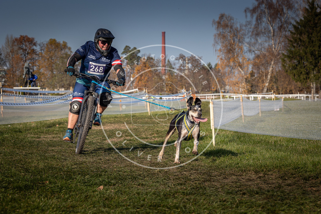 CaniXpix_0L8A8052 | Hundefotografie, Tierfotograf, Pfotenfotografie, Fotoshooting Hund, Hunde Portrait, Hundesport, Hundeportraits, Heideshooting, Hunde, Sportfotograf, Hundefotograf, Turnierhundsport, THS,  - Realisiert mit Pictrs.com