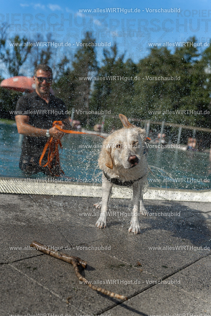 Hundeschwimmen_Volksbad_2026-allesWIRTHgut_Tierfotografie-2609061544-7R501767 | Professionelle Tierfotografie in Mönchengladbach von Daniel Wirth (allesWIRTHgut). Liebevolle & natürliche Bilder von Hunden & Katzen für unvergessliche Erinnerungen.