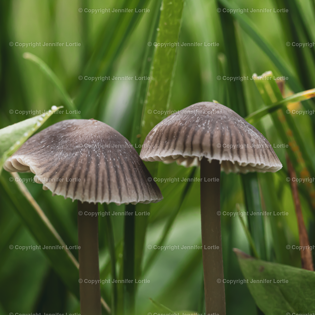 Pilze im Gras | Kreative Naturaufnahmen als hochwertige Druckprodukte kaufen. - Realisiert mit Pictrs.com