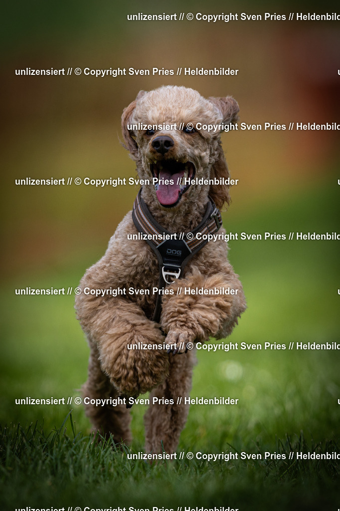 Sven Pries | 2025-04-13 - Hunderennen Baden-Baden - Realisiert mit Pictrs.com