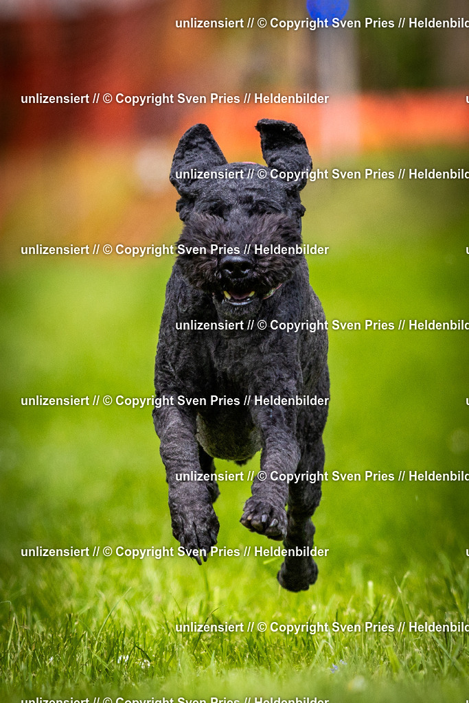 Sven Pries | 2025-04-13 - Hunderennen Baden-Baden - Realisiert mit Pictrs.com