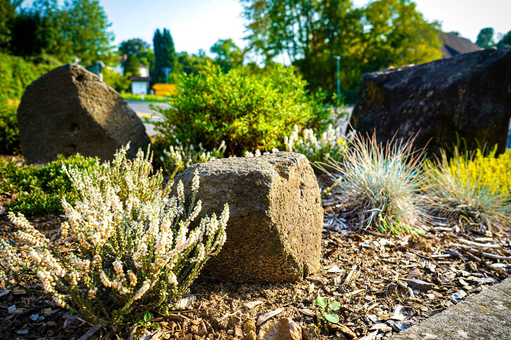 Straßenblumen - Hirzenhain | Ein Ensemble aus Basalt und kleinen Sträuchern schmückt eine Kreuzung Richtung Büdingen.Kleine Akzente können große Wirkung entfalten. Zurzeit muss man im öffentlichen Raum noch nach Kunstwerken und angelegten Grünanlagen suchen. Doch manchmal braucht es nur einen zentralen Farbfleck, um den Wandel anzustoßen. - Realisiert mit Pictrs.com