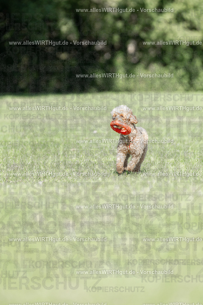 Hundeschwimmen_Volksbad_2026-allesWIRTHgut_Tierfotografie-2609061108-101846-7R509414 | Professionelle Tierfotografie in Mönchengladbach von Daniel Wirth (allesWIRTHgut). Liebevolle & natürliche Bilder von Hunden & Katzen für unvergessliche Erinnerungen.