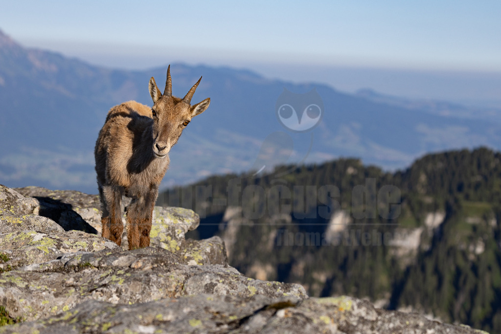 _5NF6854_20250710 | Das Bild zeigt einen einzelnen Steinbock, der auf einem exponierten Felsvorsprung steht. Der Steinbock ist das klare Zentrum des Bildes und blickt direkt in die Kamera, was eine direkte Verbindung zum Betrachter herstellt. Sein Fell ist dicht und weist eine Mischung aus Braun- und Grautönen auf, die sich gut in die Felslandschaft einfügen. Die Hörner sind deutlich sichtbar und verleihen dem Tier einen kraftvollen Eindruck. Der Hintergrund besteht aus einem dichten Wald, der sich bis zu den fernen Bergen erstreckt, deren Gipfel in einem bläulichen Farbton erscheinen. Die Komposition des Bildes betont die Isolation und die Wildheit des Tieres in seiner natürlichen Umgebung. - Realisiert mit Pictrs.com