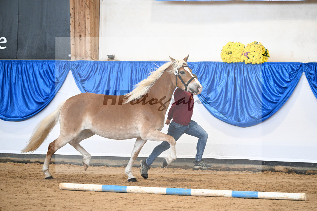 Bl. Band Kat-Nr. 9 Nina v. Sonnenkoenig Gold_Haenle_48251402 | hf-fotografie - Realisiert mit Pictrs.com