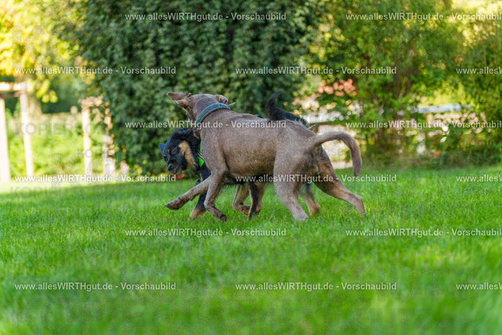 Hundeschwimmen_Grefrath_2026-allesWIRTHgut_Tierfotografie-13_52-7R508659 | Professionelle Tierfotografie in Mönchengladbach von Daniel Wirth (allesWIRTHgut). Liebevolle & natürliche Bilder von Hunden & Katzen für unvergessliche Erinnerungen.