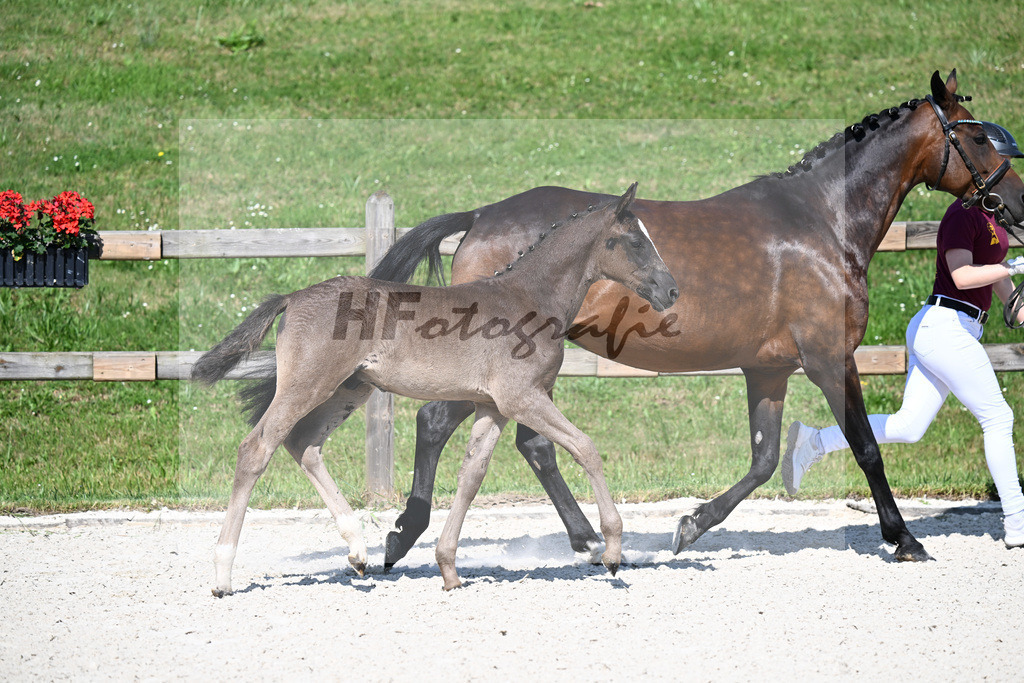 Kat-Nr. 49 Nuno x Darubi Gold_HF_Helmer_15250027 | hf-fotografie - Realisiert mit Pictrs.com