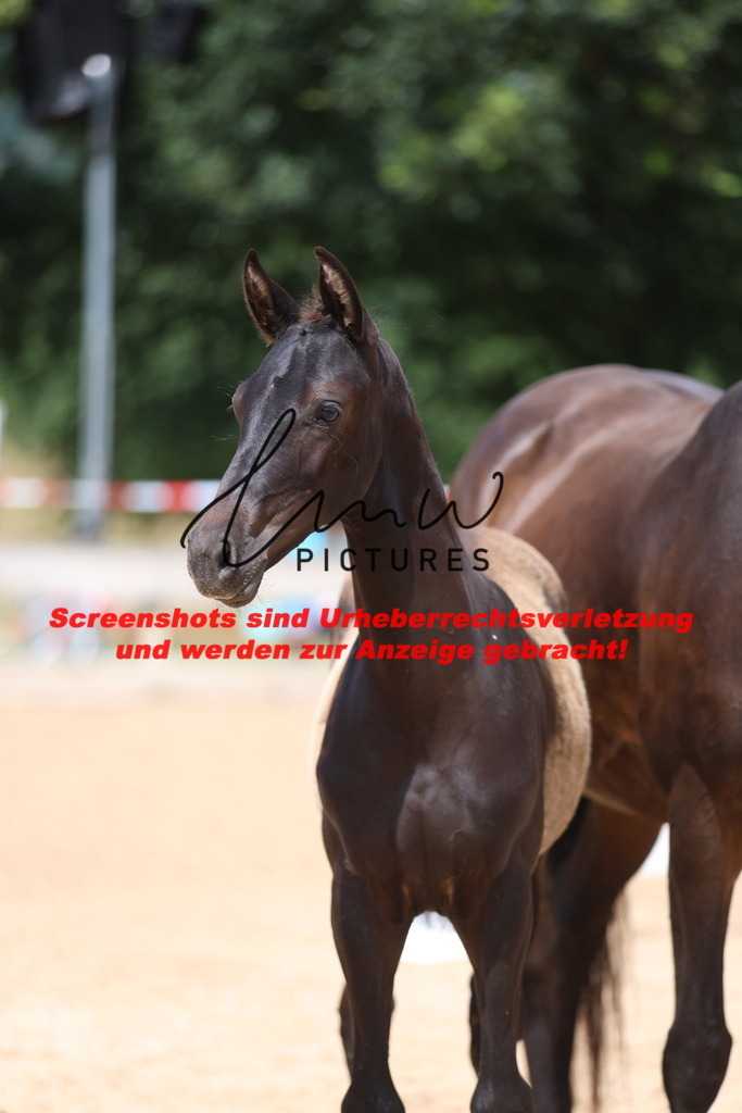 Fohlenschau_Schwäbisch_Hall_dressurbetonte_Fohlen_KN 10_8 | lmwpictures - Realisiert mit Pictrs.com