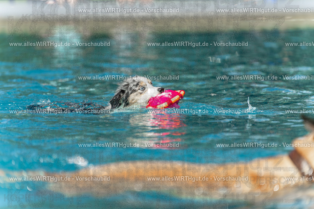 Hundeschwimmen_Volksbad_2026-allesWIRTHgut_Tierfotografie-2609061211-112138-7R500270 | Professionelle Tierfotografie in Mönchengladbach von Daniel Wirth (allesWIRTHgut). Liebevolle & natürliche Bilder von Hunden & Katzen für unvergessliche Erinnerungen.